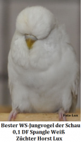 16. Schauwellensittich Zuechtertreffen mit Jungvogel und Babyschau 2011